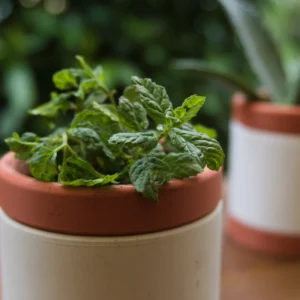 Vaso de Planta Decorativo