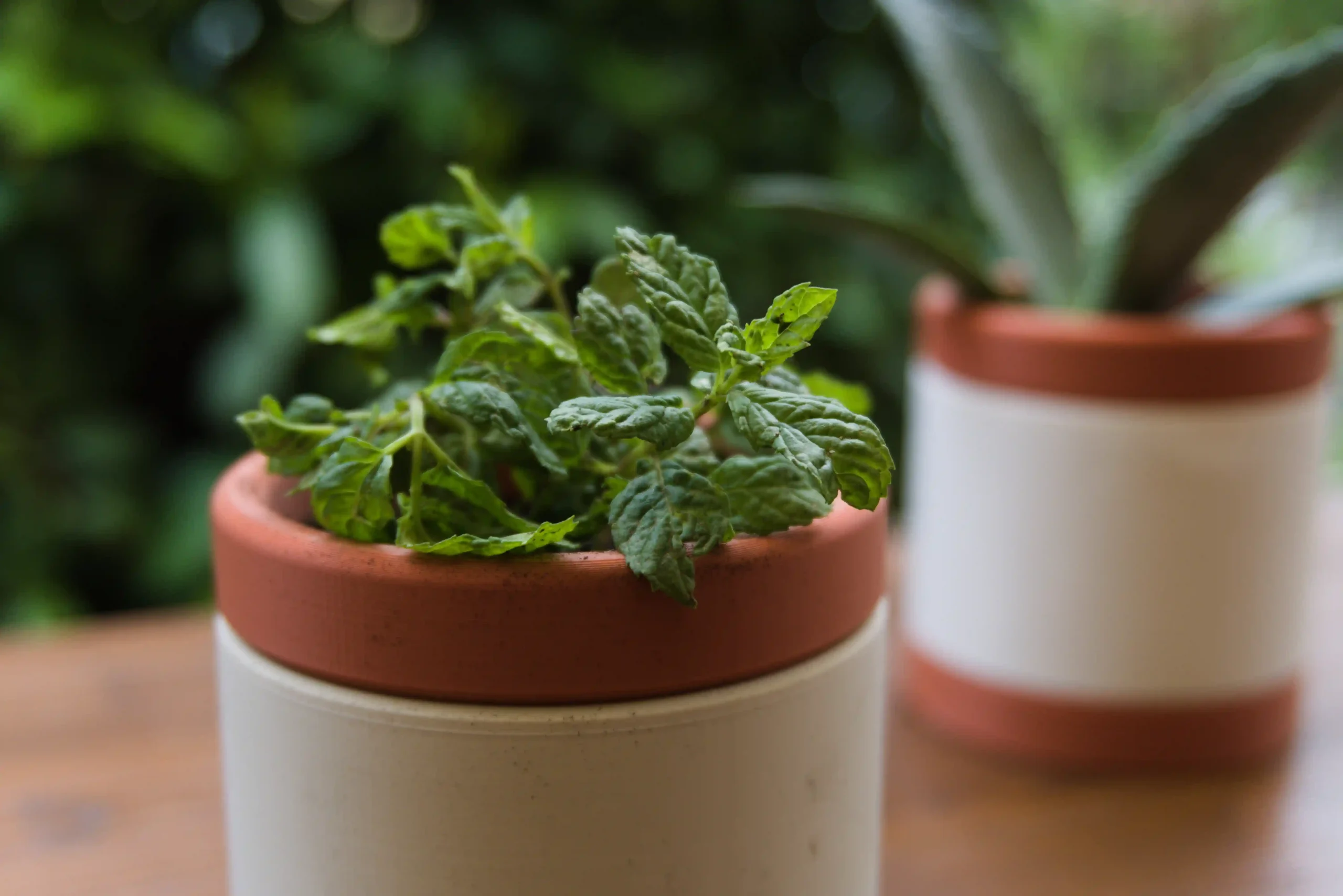 Vaso de Planta Decorativo